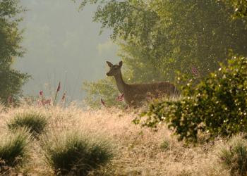 Wesel - ein Alttier im Diersfordter Wald