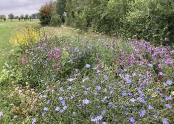 Insektenfreundliche Blühstreifen am Auesee