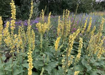 blühende Wildblumen