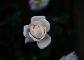 Weiße Rose als Zeichen der Trauer