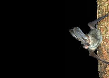 Fledermaus