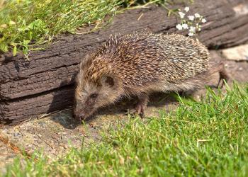 Igel im Garten