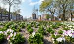 Blumenbeet mit Fernsehturm im Hintergrund 