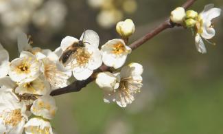 Wildbiene auf Weißdorn