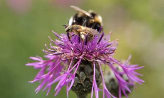 Wildbienen auf Flockenblume