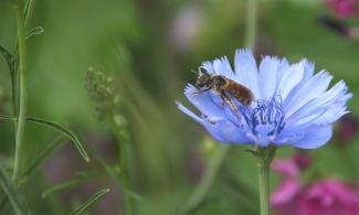 Wildbiene auf Wegwarte