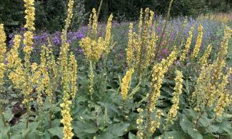 blühende Wildblumen