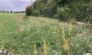 blühende Wildblumen auf einer Wiese