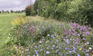 blühende Wildblumen auf einer Wiese