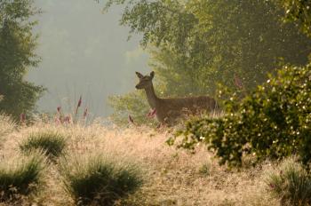 Wesel - ein Alttier im Diersfordter Wald