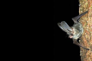 Fledermaus