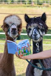 Das Foto zeigt zwei Tiere mit einem Buch.